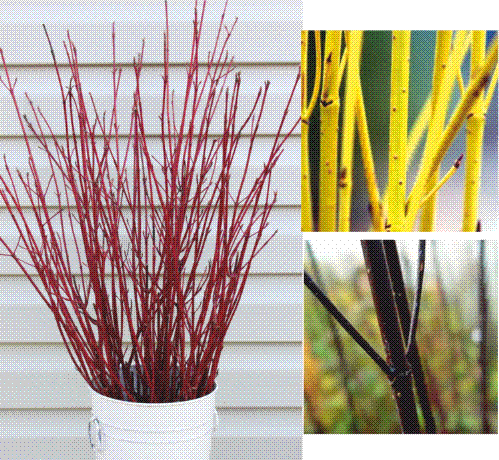 Bouquet Cornouiller mixte