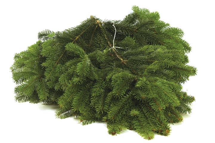 Sapin de Nordman Premier choix