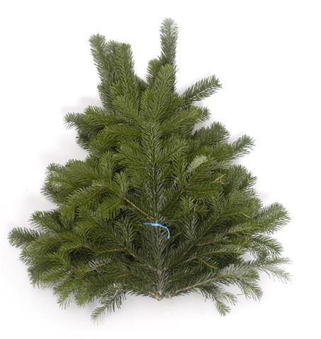 Sapin de Nordman Premier choix