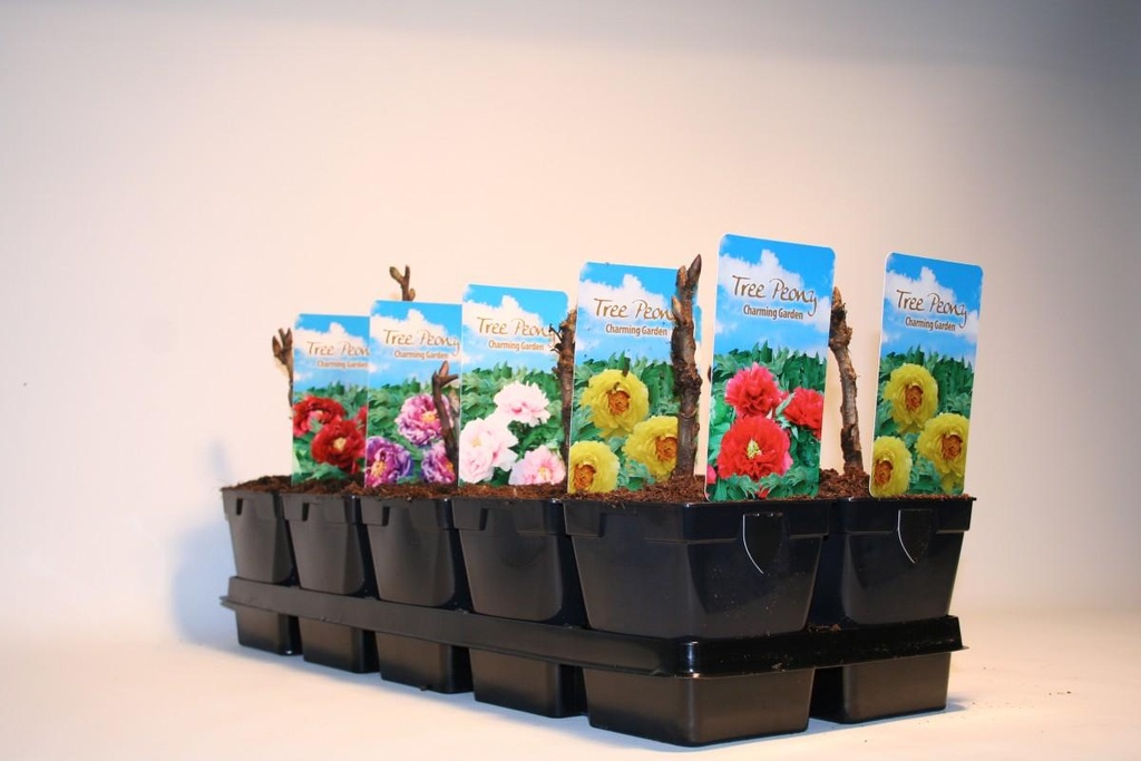 Paeonia suffruticosa