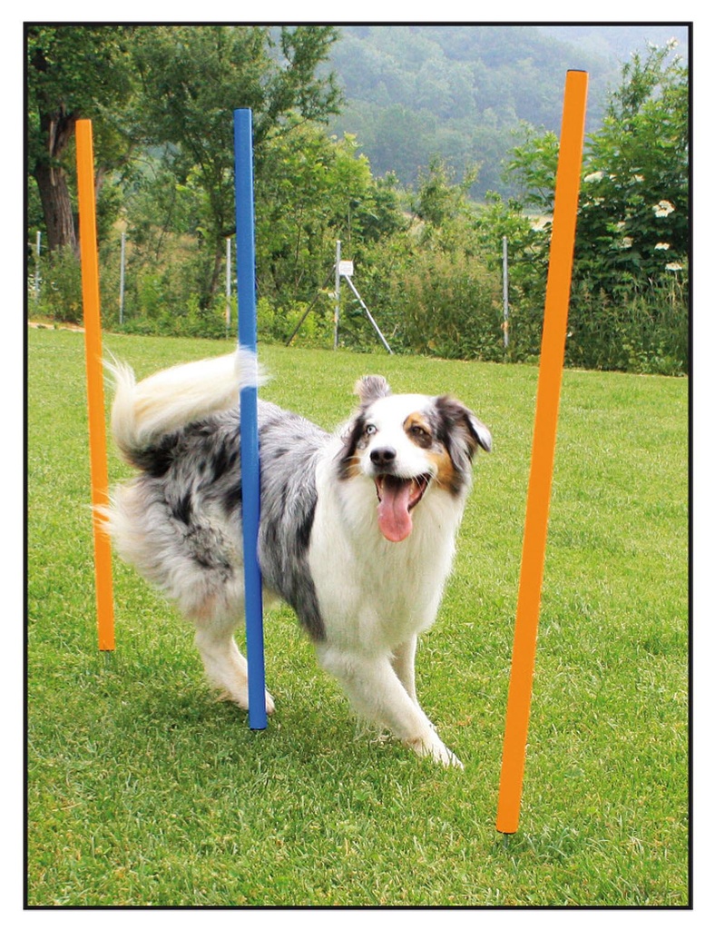 Set slalom d'agility