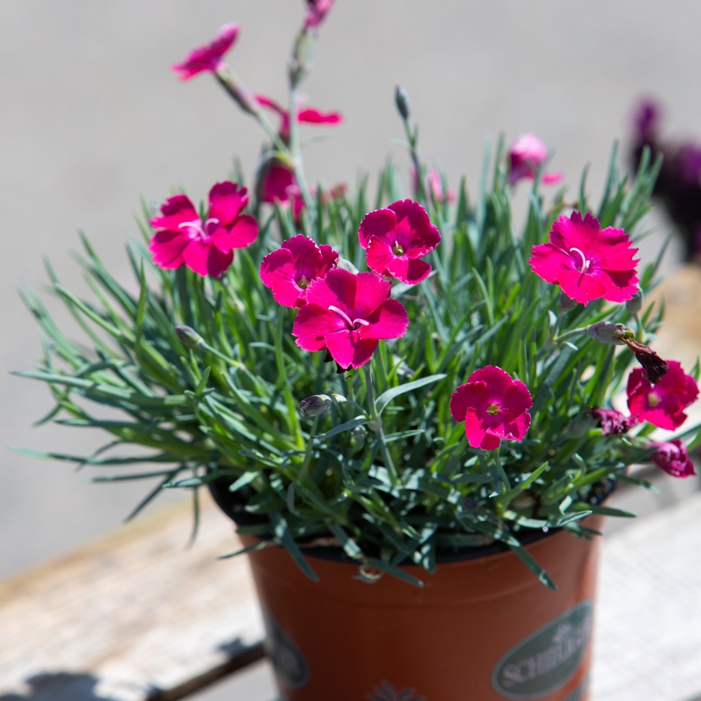 Dianthus gratianopolitanus 'Badenia'