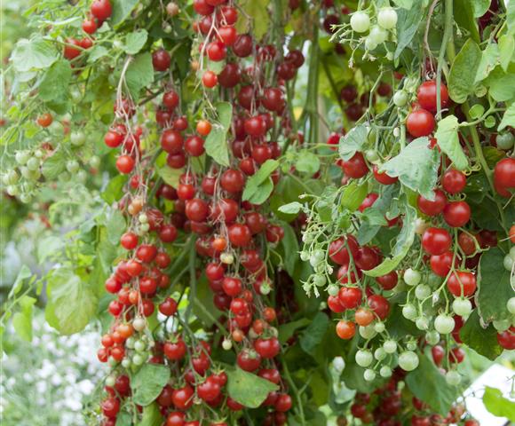 Tomate cerise 'Sweet Million'