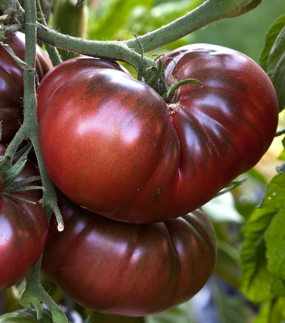 Tomate greffée 'Noire de Crimée'
