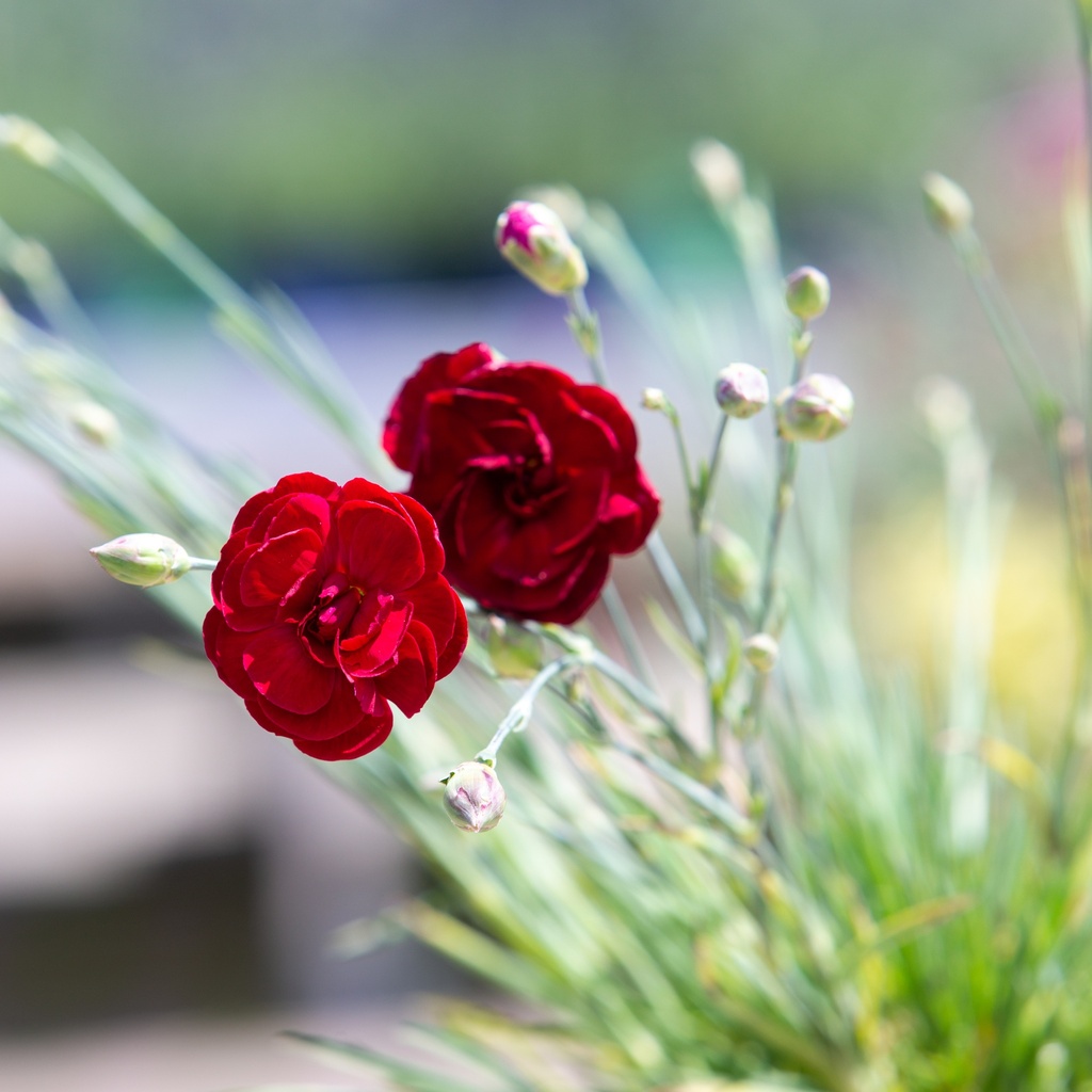 Dianthus plumarius 'Desmond'