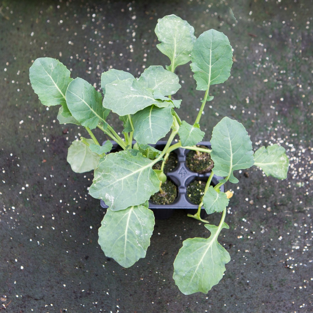 BROCOLI (Bac de 6)