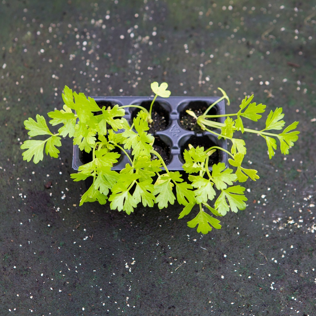 CELERI COTE VERT (Bac de 6)