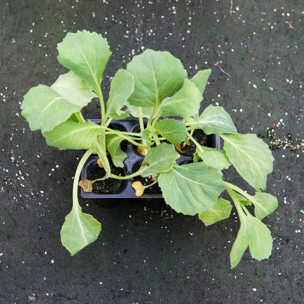 CHOU BLANC PRECOCE (Bac de 6)