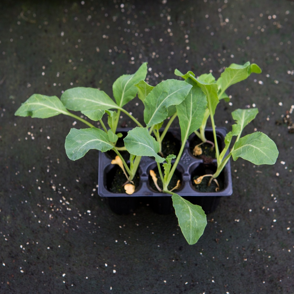 CHOU FLEUR (Bac de 6)