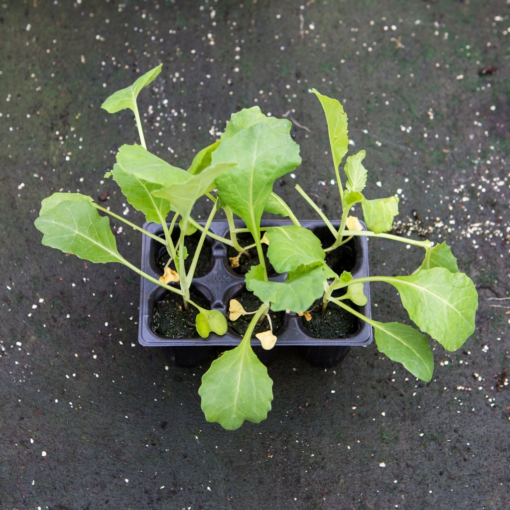 CHOU FRISE PRECOCE (Bac de 6)