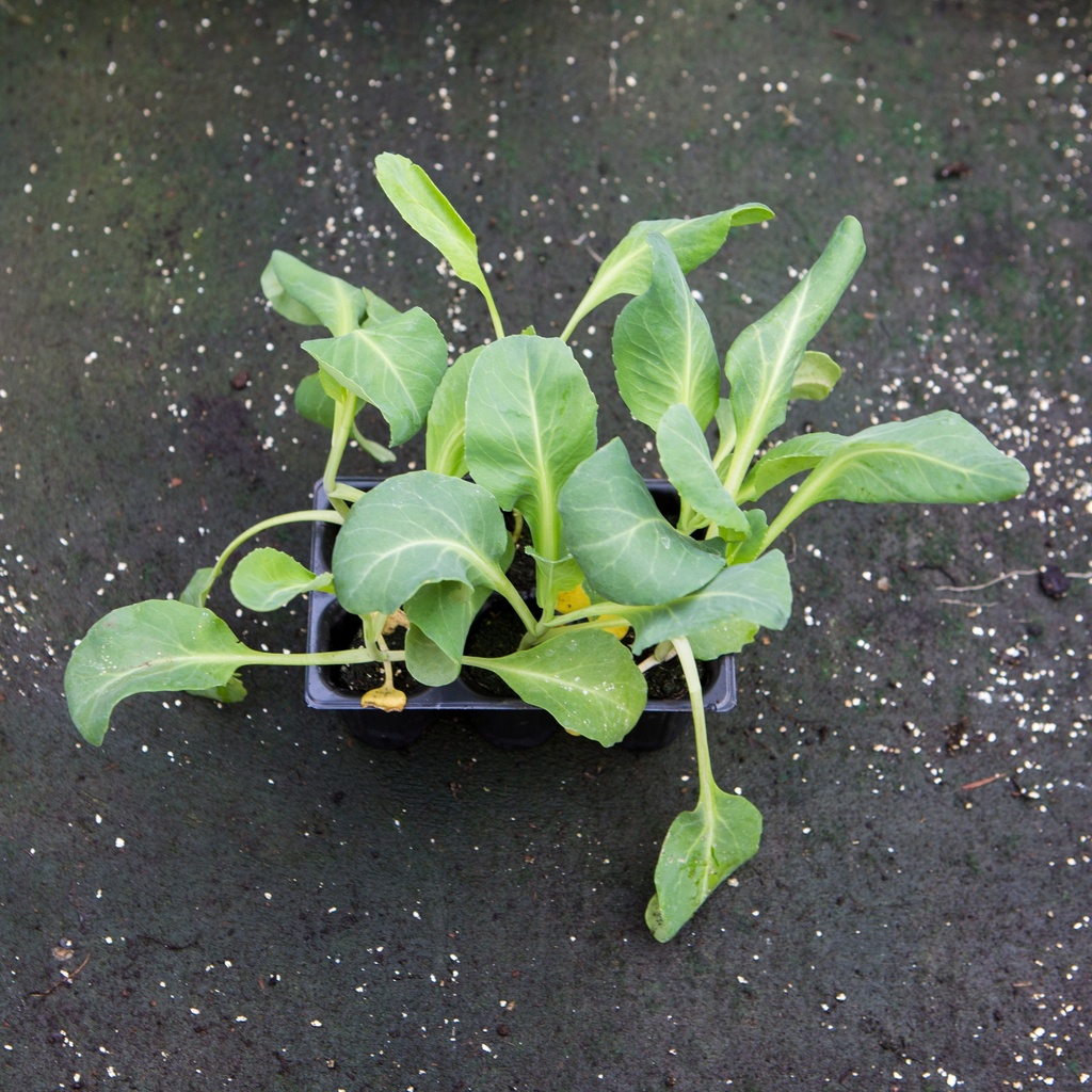 CHOU POINTU PRECOCE (Bac de 6)