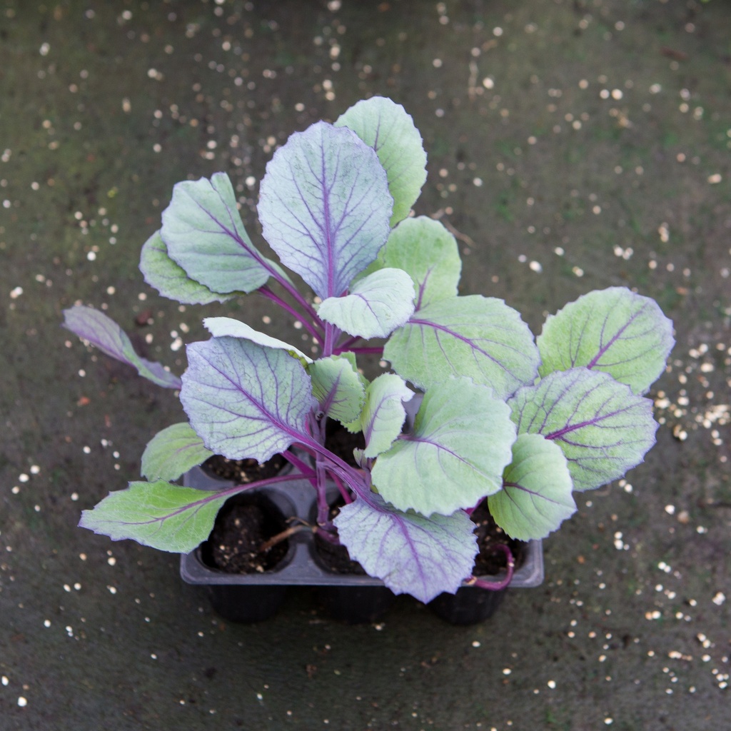 CHOU ROUGE PRECOCE (Bac de 6)