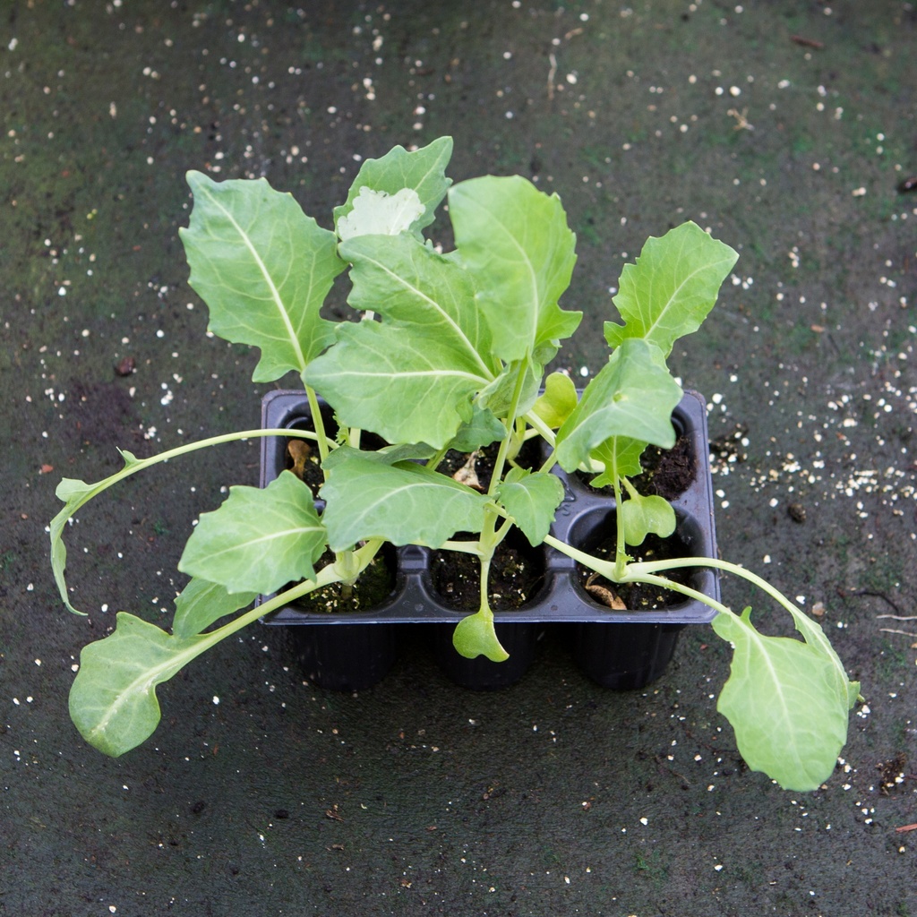 COLRAVE BLANC (Bac de 6)