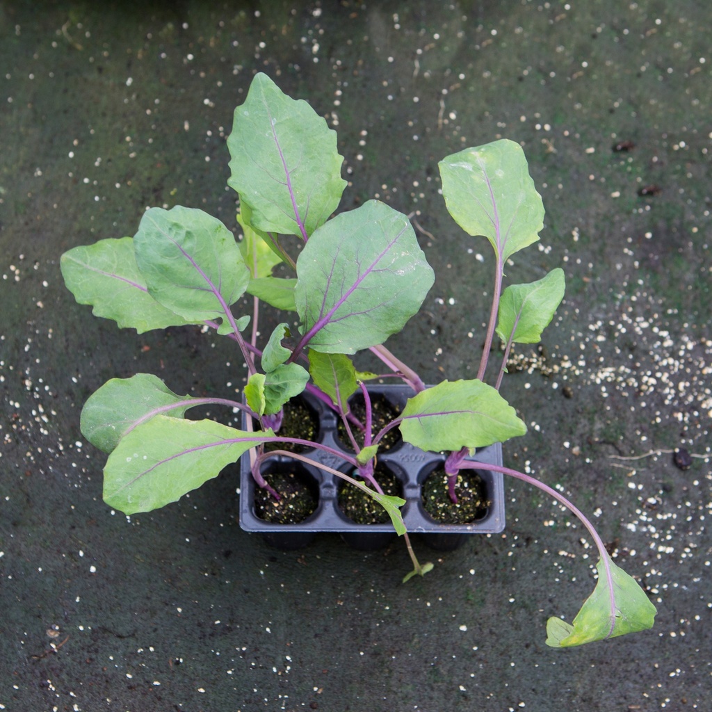 COLRAVE ROUGE/BLEU (Bac de 6)