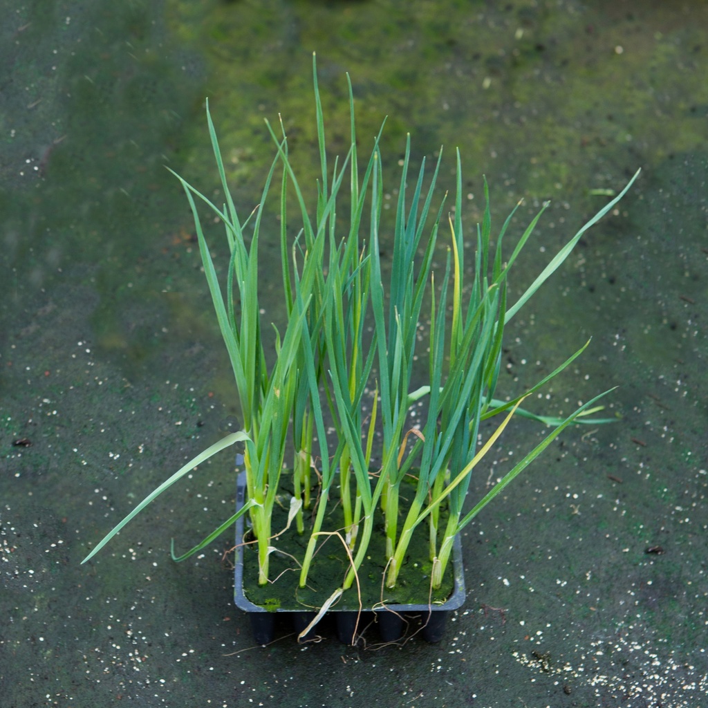 POIREAU DE PRINTEMPS (Bac de 20)