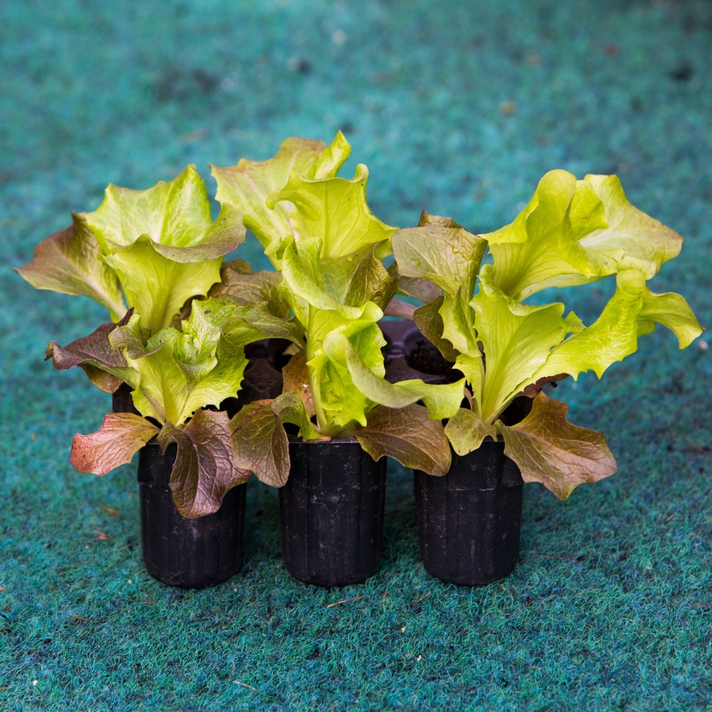 BATAVIA ROUGE (Bac de 6)