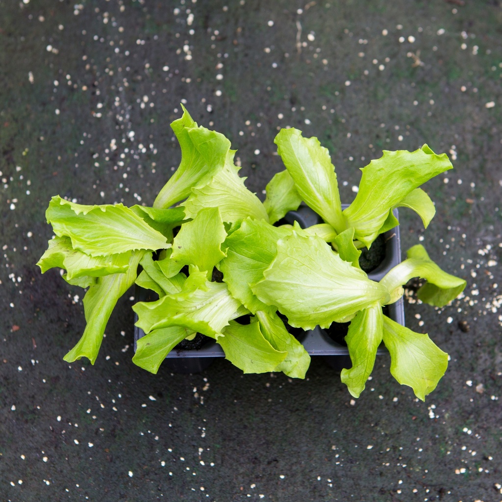 SALADE ICEBERG VERTE (Bac de 6)