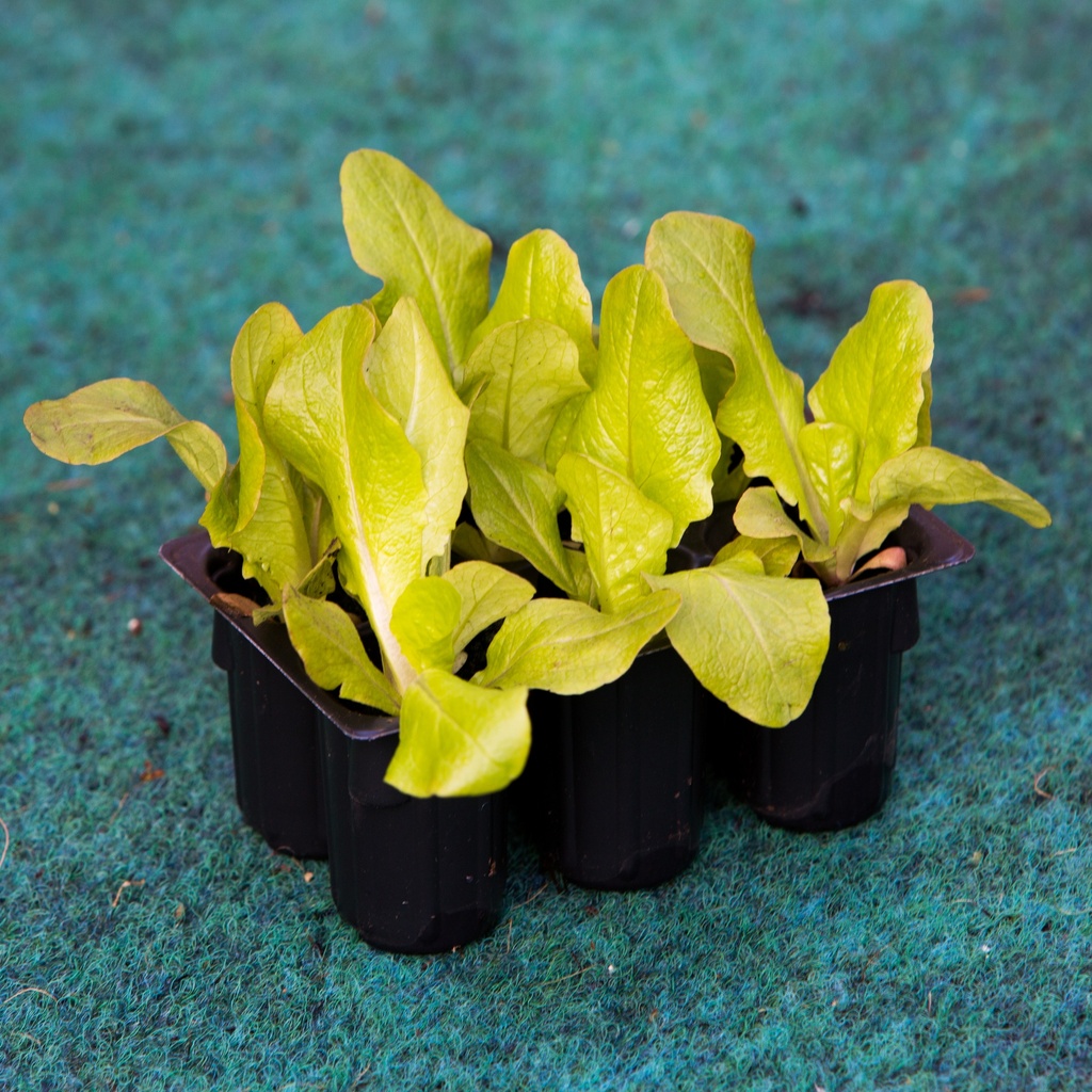 LAITUE DE MORGES (Bac de 6)