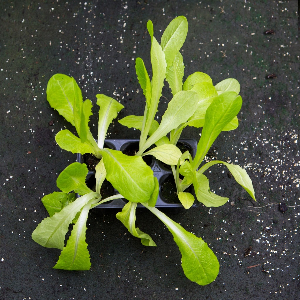 LAITUE VERTE (Bac de 6)