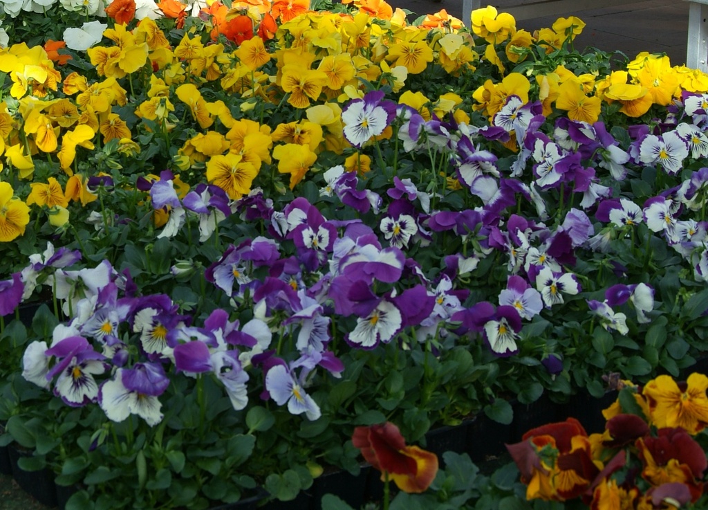 Viola x wittrockiana