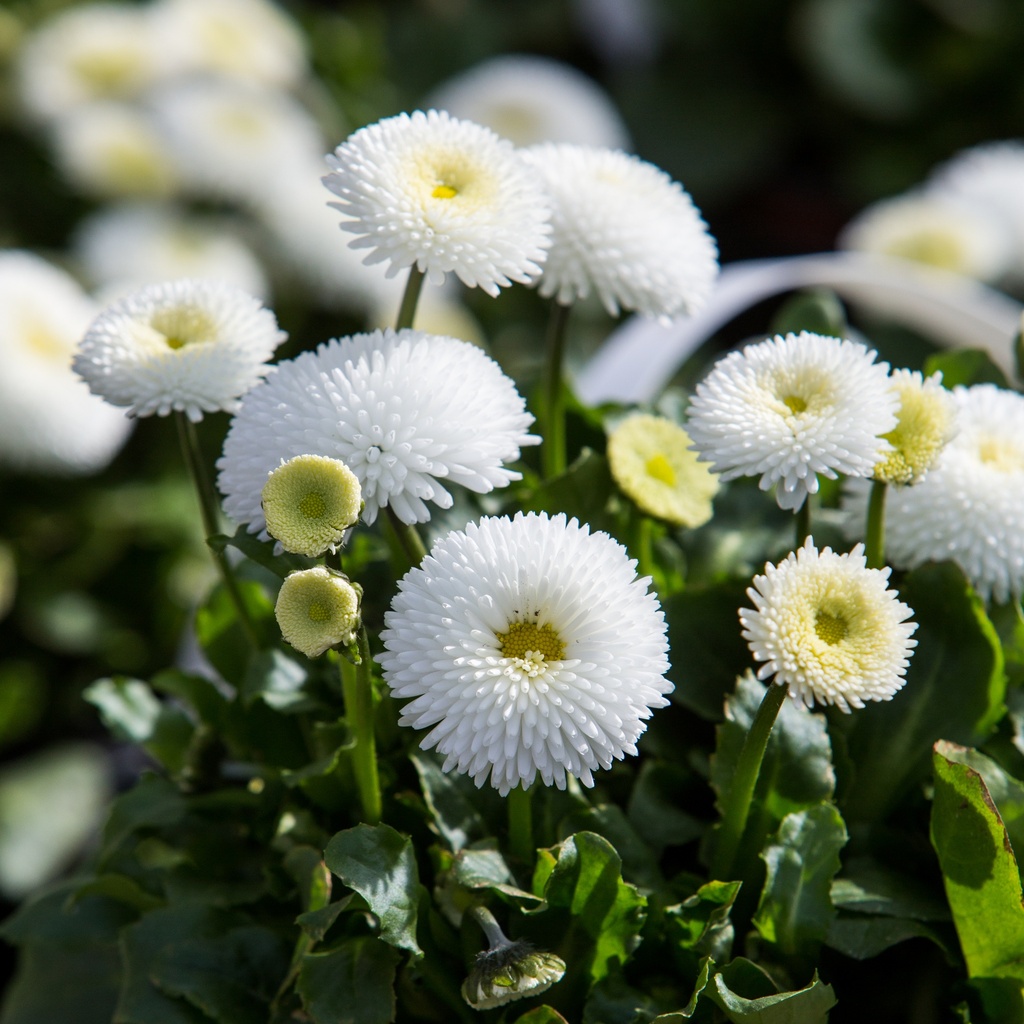 Bellis perennis