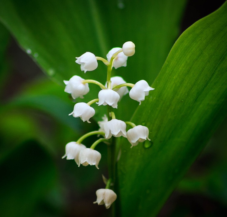 Muguet porte-bonheur