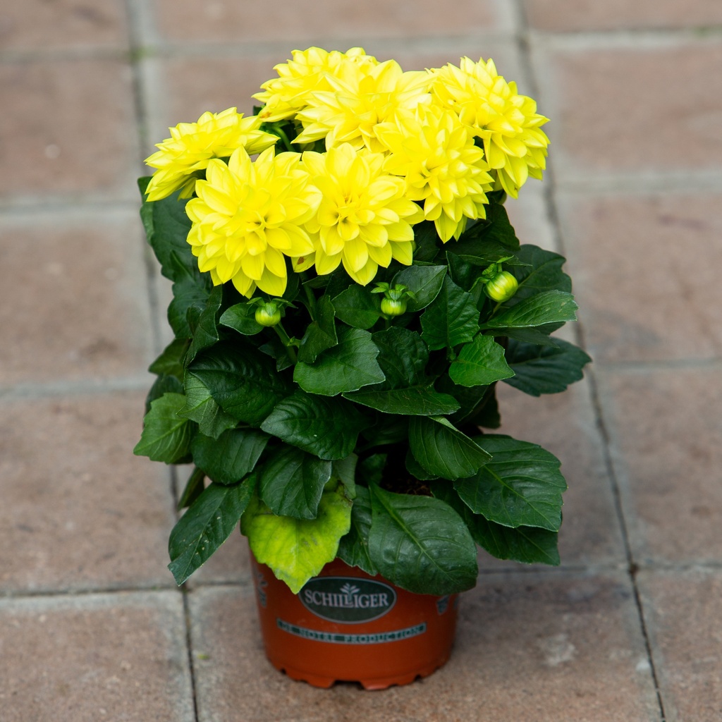 Dahlietta