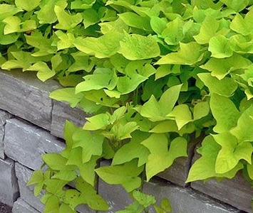 Ipomoea batatas 'Sweet Heart Light Green'