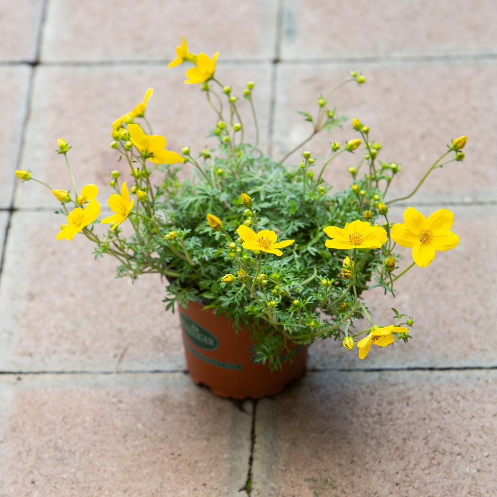 Bidens ferulifolium