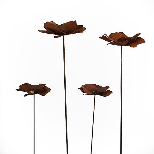 Coquelicot cœur d'or