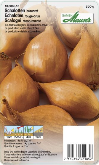 Echalotes 'Pikant'