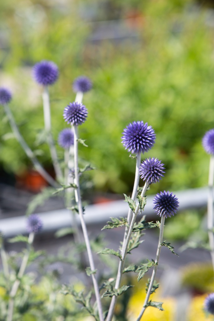 Echinops ritro 'Veitch Blue'