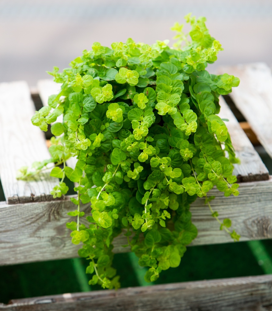 Lysimachia nummularia 'Goldilocks'