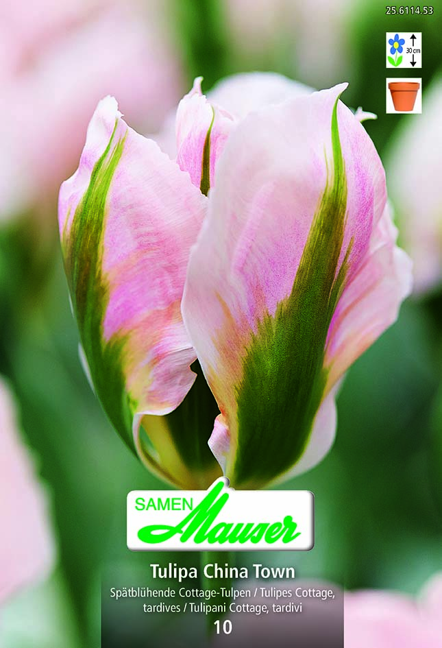 Tulipe 'China Town' 10 bulbe