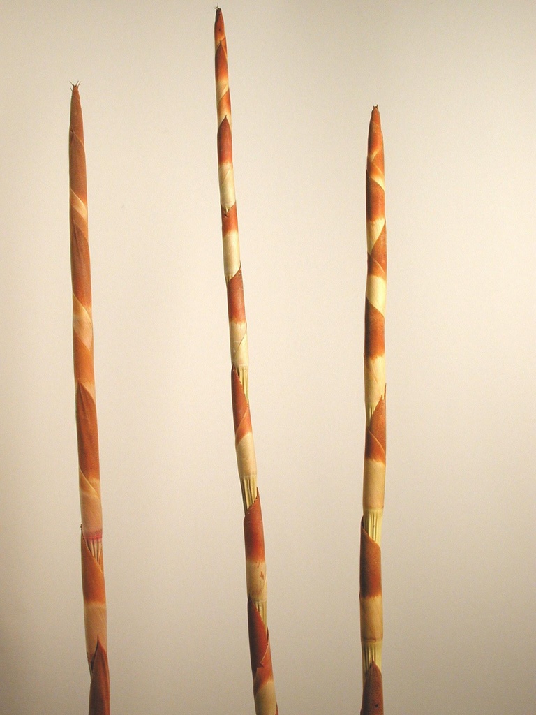 Assegaai