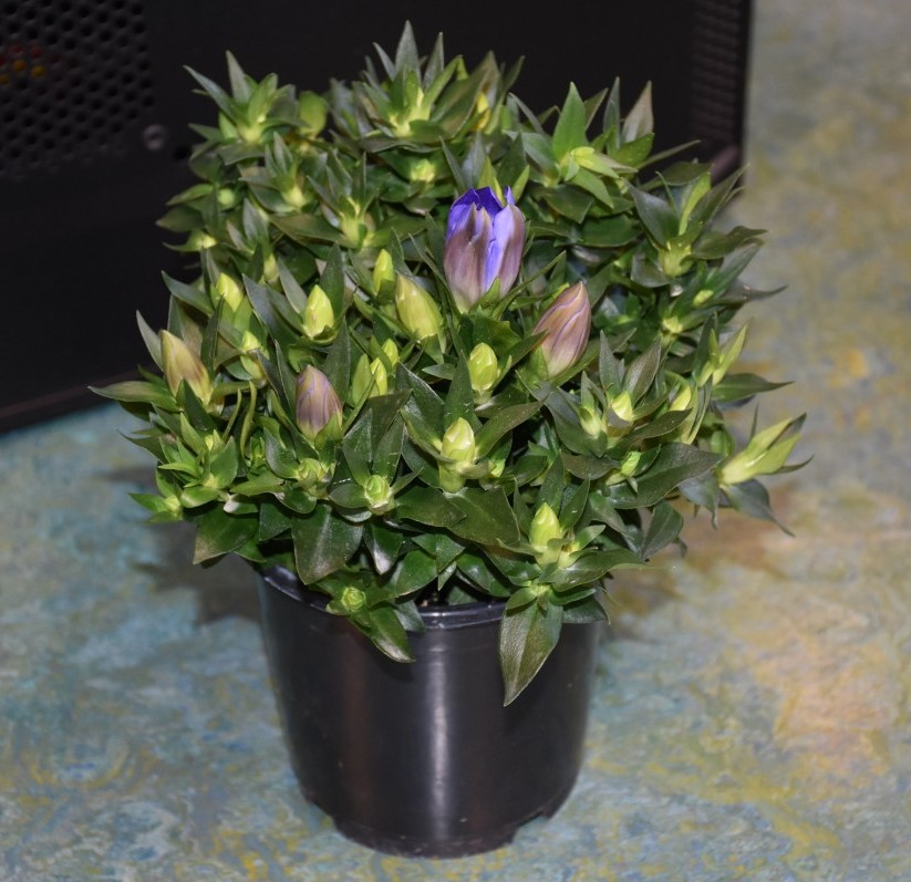 Gentiana