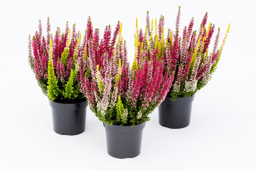 Calluna vulgaris 'Gardengirls Tricolore'