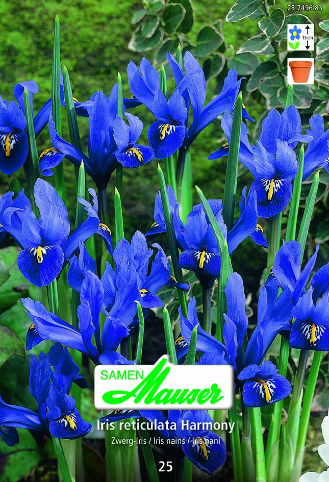 Iris ret Harmony Bleu 25