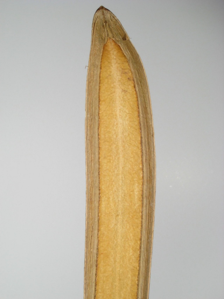 Bootschote