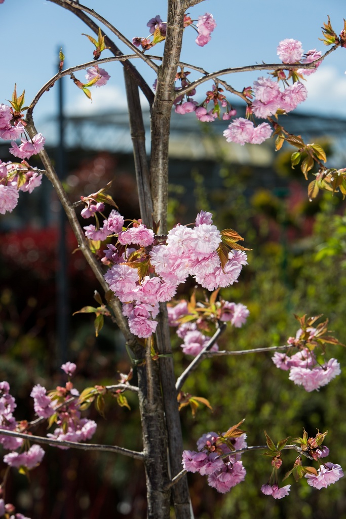 Prunus serrulata 'Kiku-Shidare-Zakura'