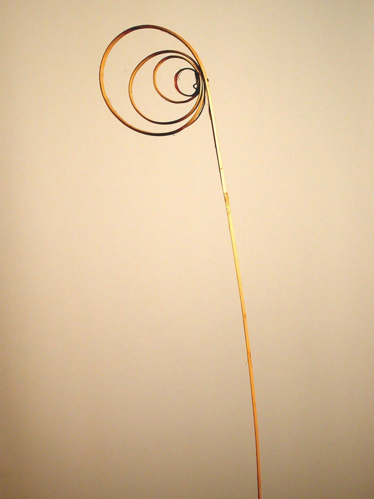 Cane circle
