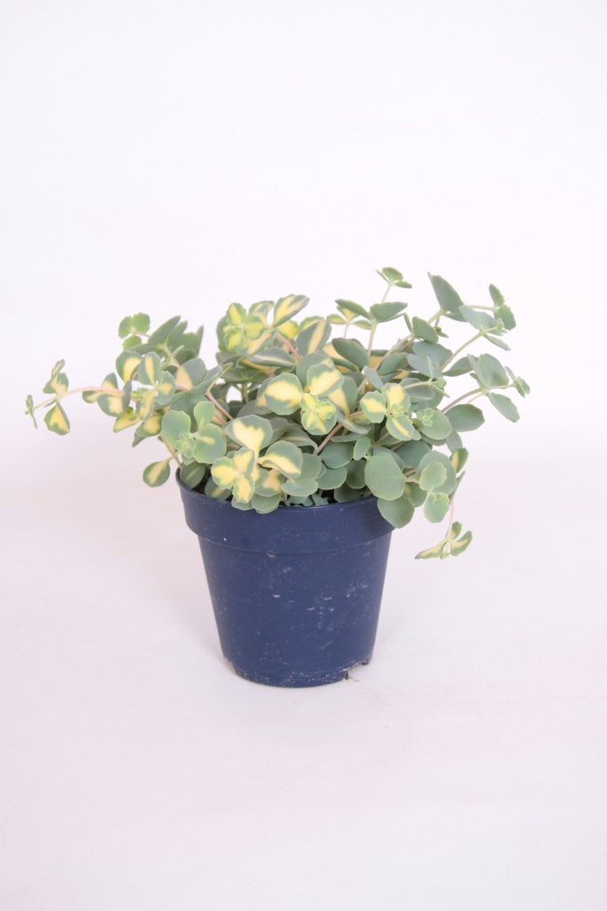 Sedum sieboldii 'Mediovariegata'