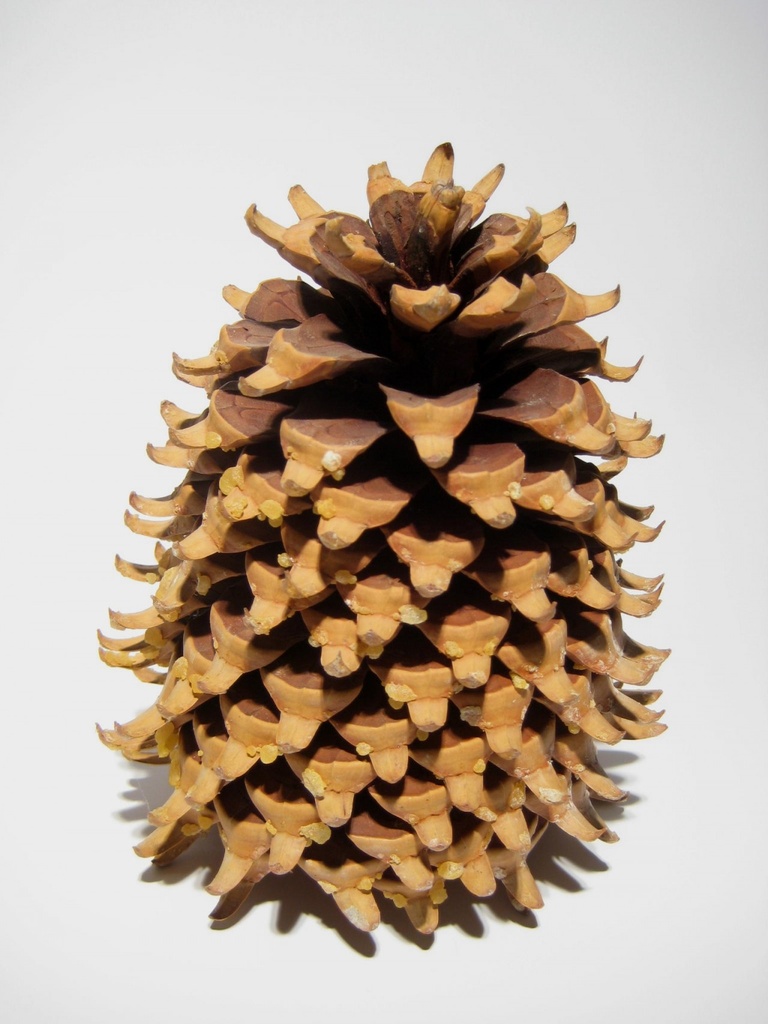 Coulteri extra
