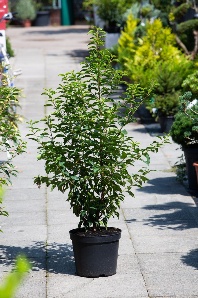 Prunus lusitanica 'Angustifolia'