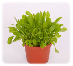 Pissenlit Bio pour animaux