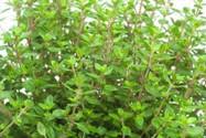 Menthe à chat Bio Nepeta