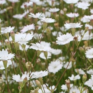 Silene alpestris 'Starry Dreams'