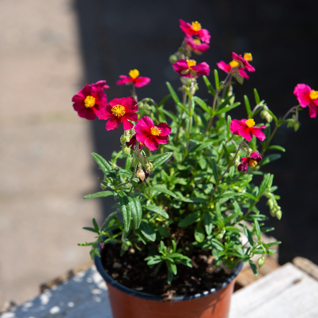 Helianthemum 'Hartswood Ruby'