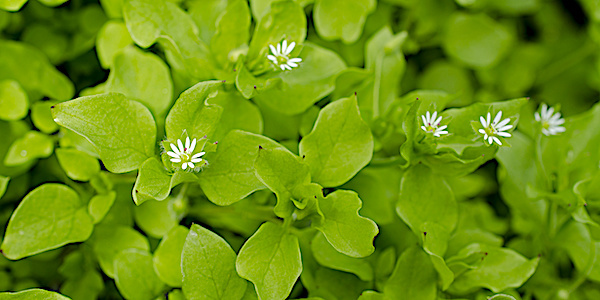 Mouron des oiseaux Bio
