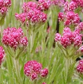 Antennaria dioica 'Rubra' rose foncé